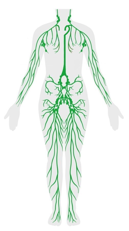 Representación del sistema linfático en el cuerpo humano